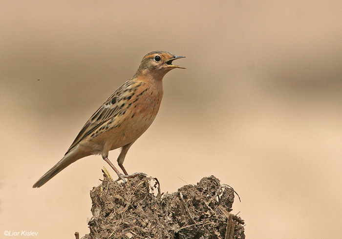       Red-throated Pipit Anthus cervinus                   ,, 2009.: 